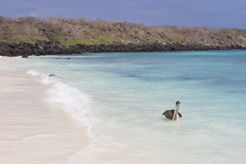 Brown Pelican In Surf